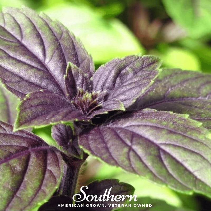 Load image into Gallery viewer, Corsican Basil – 250 Seeds
