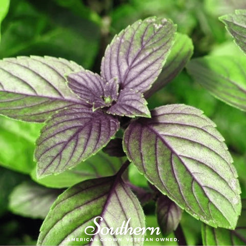 Corsican Basil 250 Seeds