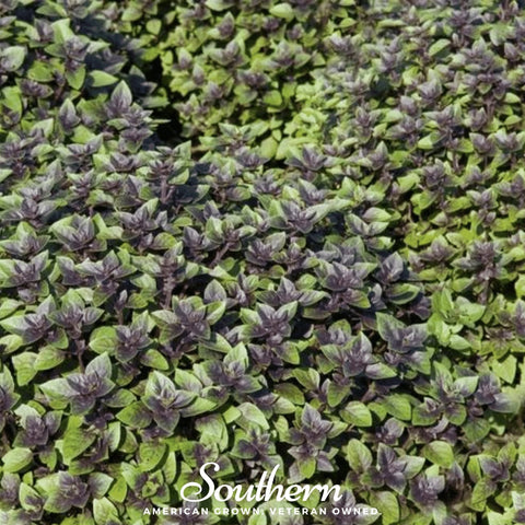 Corsican Basil – 250 Seeds, additional product view 2