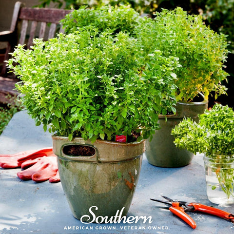 Dwarf Greek Basil seeds package, 250 count, GrowTime Garden Supply