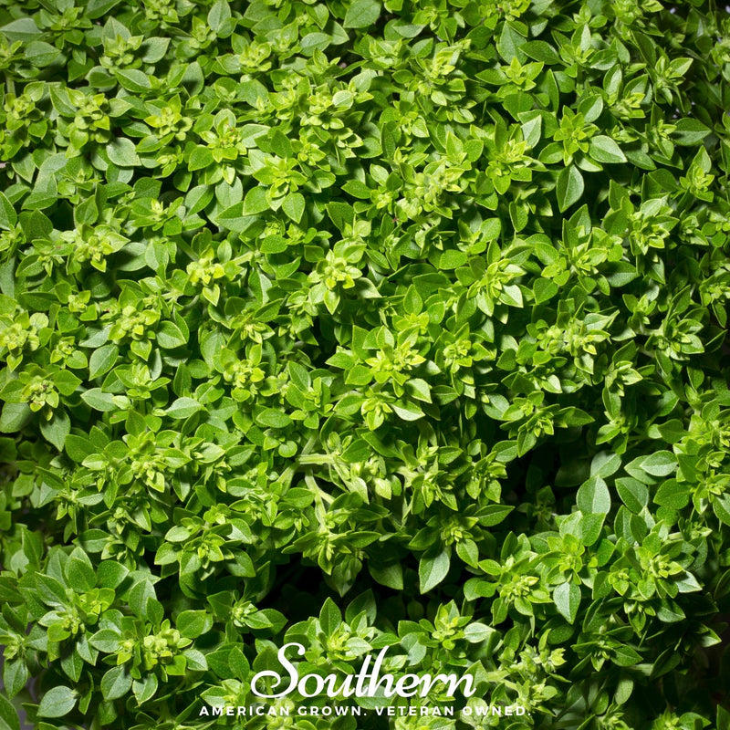 Load image into Gallery viewer, Dwarf Greek Basil – 250 Seeds
