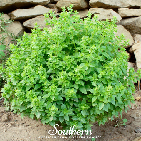 Dwarf Greek Basil – 250 Seeds, additional product view 2