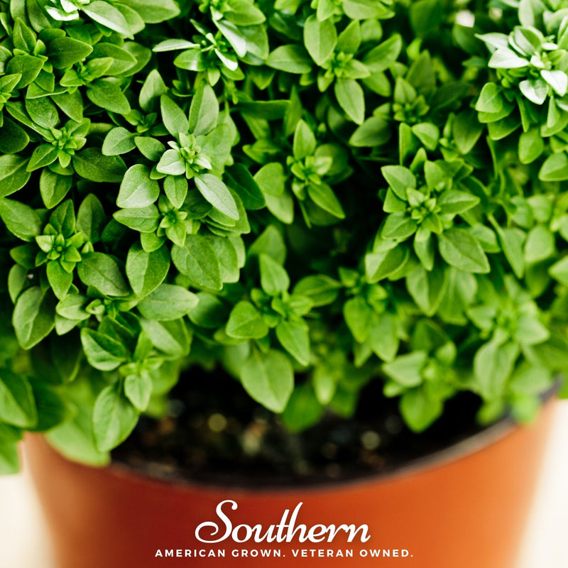 Load image into Gallery viewer, Dwarf Greek Basil – 250 Seeds

