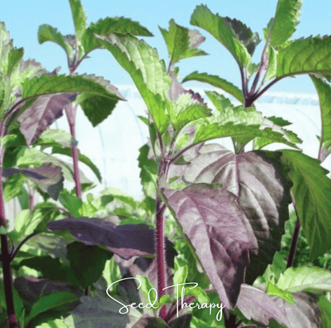 Red Holy Basil 250 Seeds