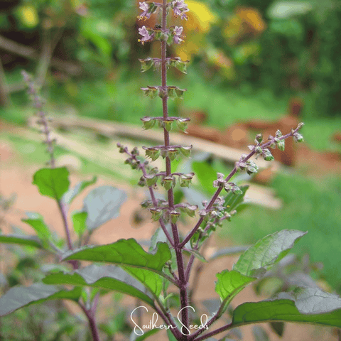 Red Holy Basil – 250 Seeds, additional product view 2