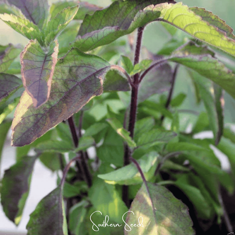 Load image into Gallery viewer, Red Holy Basil – 250 Seeds
