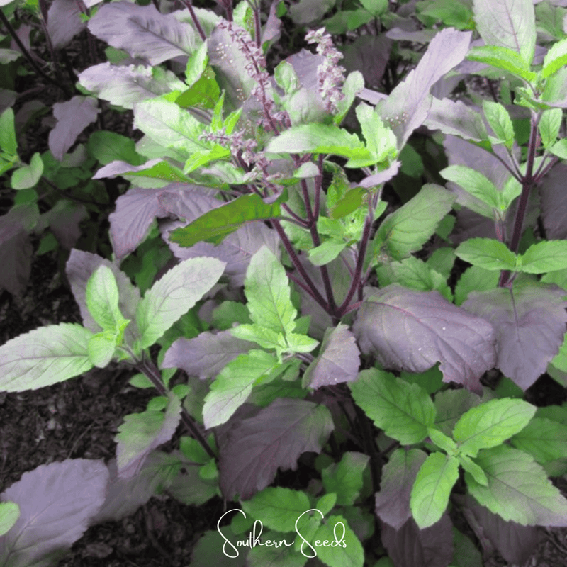 Load image into Gallery viewer, Red Holy Basil – 250 Seeds
