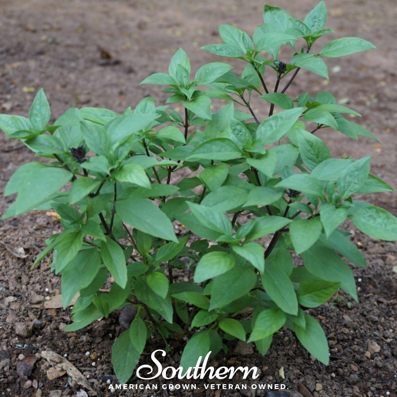 Load image into Gallery viewer, Licorice Basil – 250 Seeds
