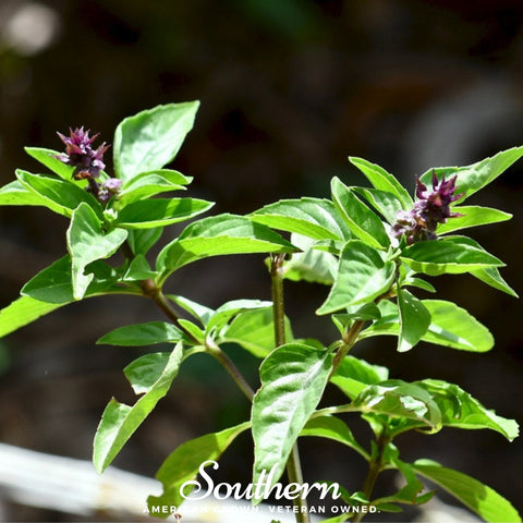 Licorice Basil seeds package, 250 count, GrowTime Garden Supply