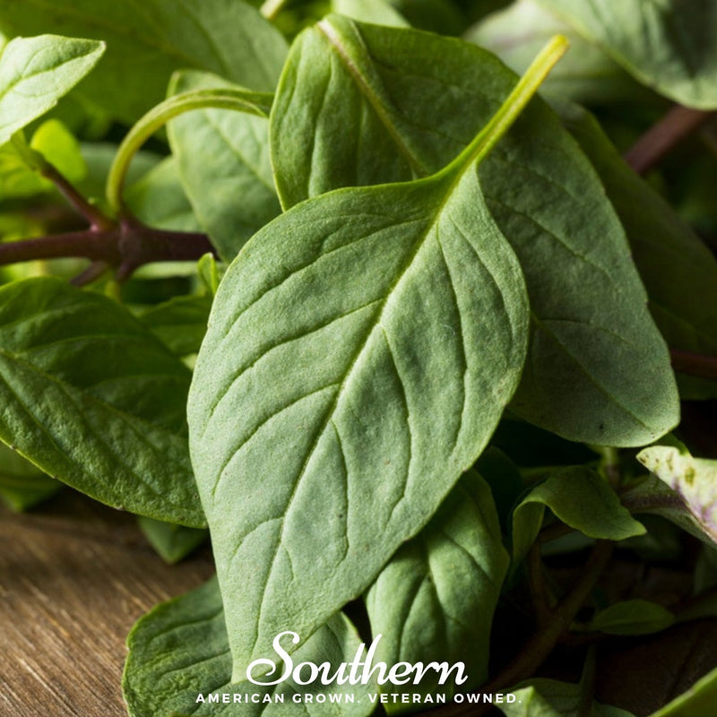 Load image into Gallery viewer, Licorice Basil – 250 Seeds
