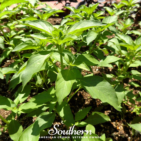 Lime Basil seeds package, 250 count, GrowTime Garden Supply