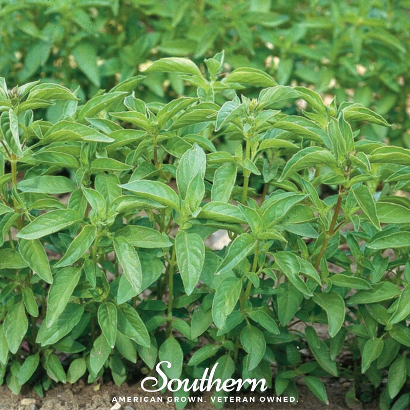 Load image into Gallery viewer, Lime Basil – 250 Seeds
