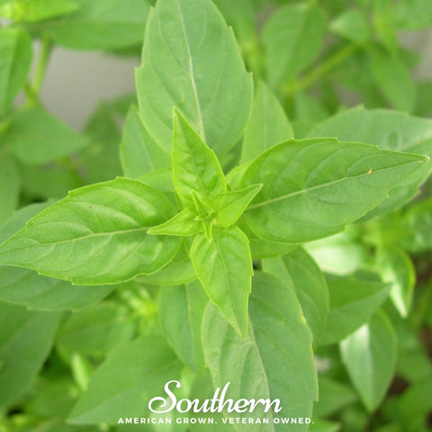 Lime Basil – 250 Seeds, additional product view 2