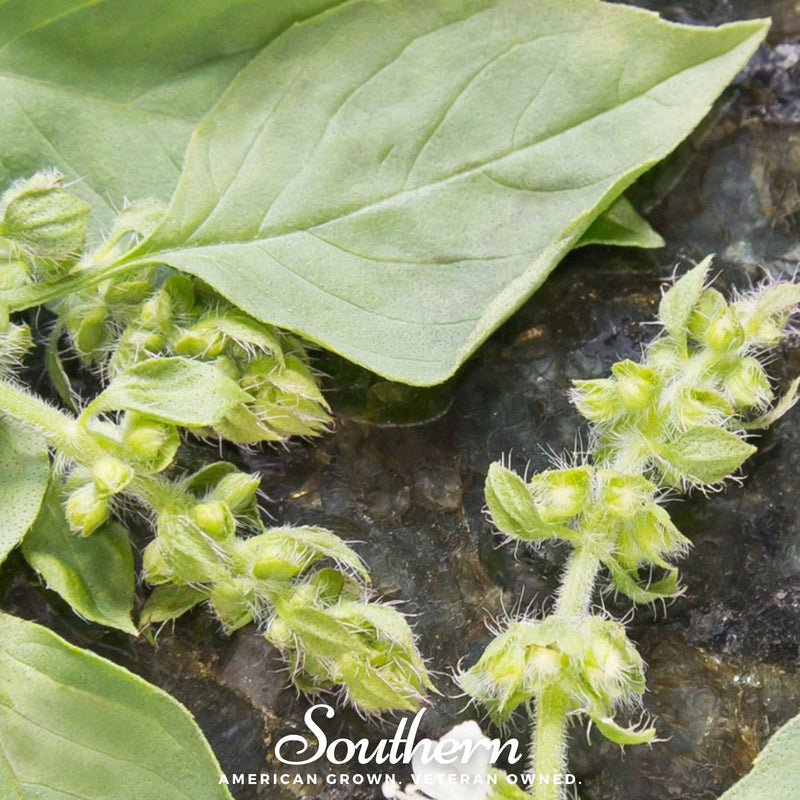 Load image into Gallery viewer, Lime Basil – 250 Seeds
