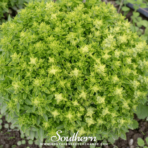 Piccolino Basil – 20 Seeds, additional product view 2