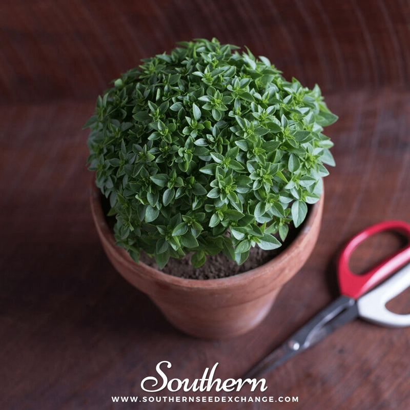 Load image into Gallery viewer, Piccolino Basil – 20 Seeds
