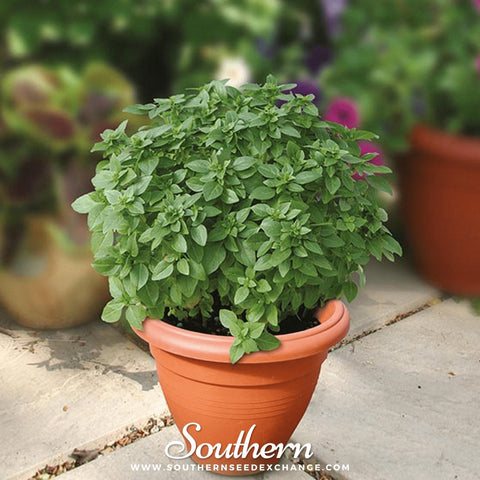 Piccolino Basil seeds package, 20 count, GrowTime Garden Supply