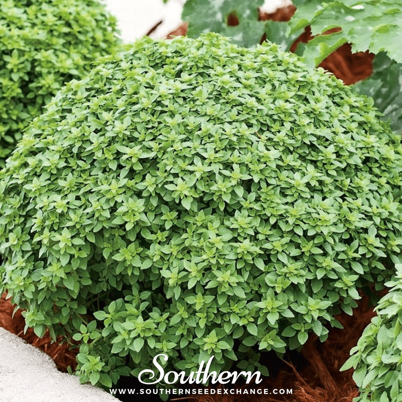 Load image into Gallery viewer, Piccolino Basil – 20 Seeds

