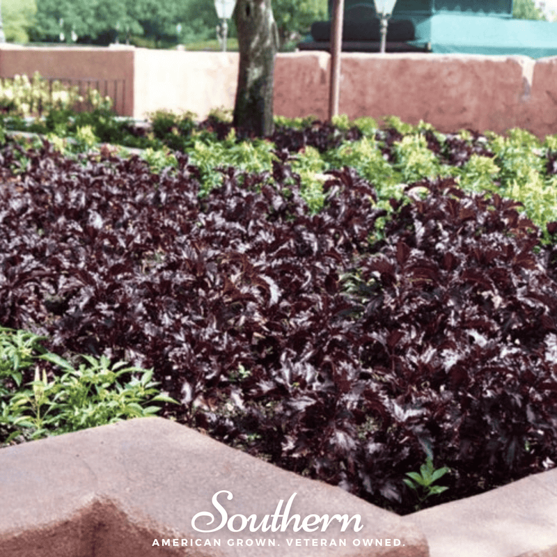 Load image into Gallery viewer, Purple Ruffles Basil – 250 Seeds
