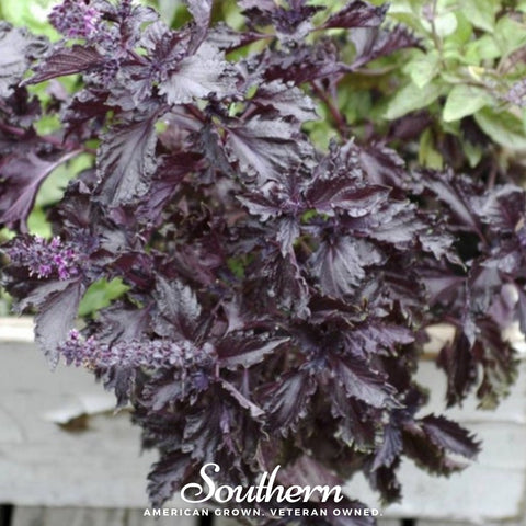 Purple Ruffles Basil seeds package, 250 count, GrowTime Garden Supply