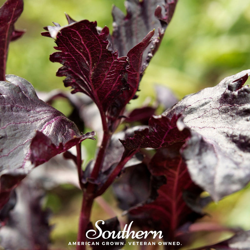 Load image into Gallery viewer, Purple Ruffles Basil – 250 Seeds
