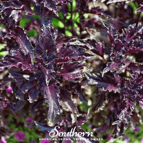Purple Ruffles Basil – 250 Seeds, additional product view 2