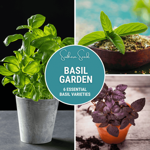 Basil Seed Collection package, 6 varieties, GrowTime Garden Supply