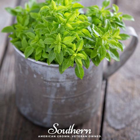 Spicy Globe Basil seeds package, 250 count, GrowTime Garden Supply
