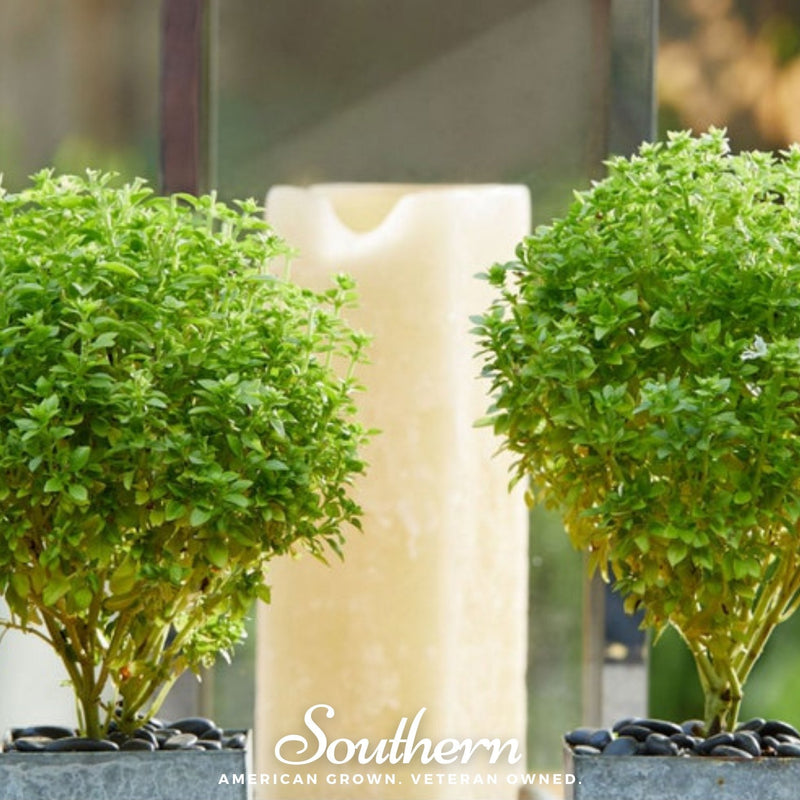Load image into Gallery viewer, Spicy Globe Basil – 250 Seeds
