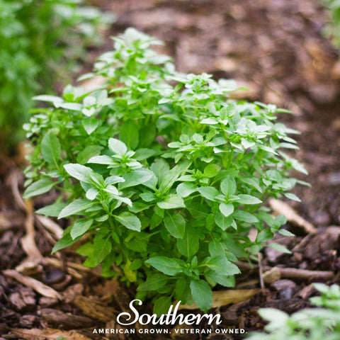 Spicy Globe Basil – 250 Seeds, additional product view 2