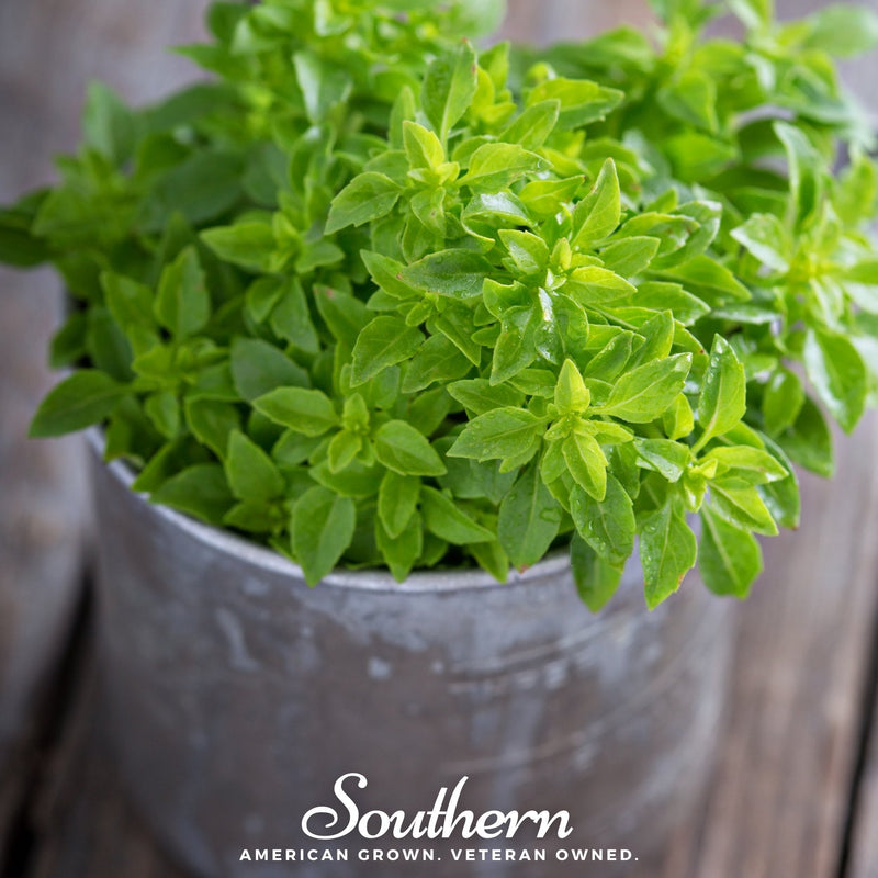 Load image into Gallery viewer, Spicy Globe Basil – 250 Seeds

