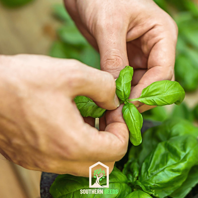Load image into Gallery viewer, Sweet Basil – 250 Seeds
