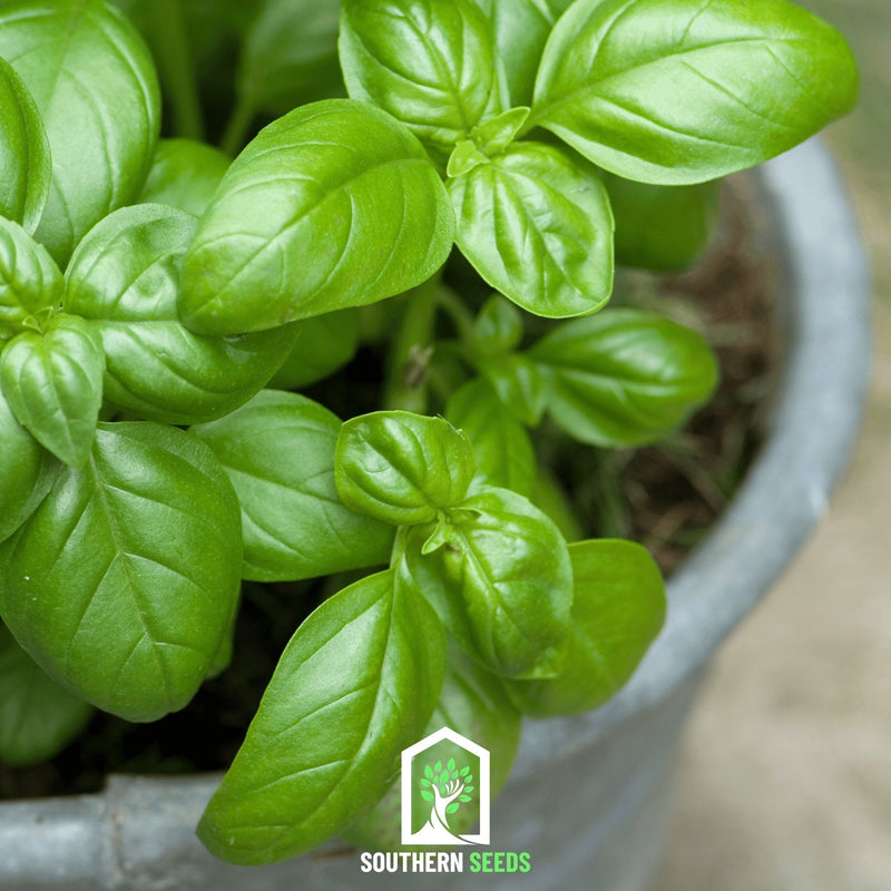 Load image into Gallery viewer, Sweet Basil – 250 Seeds
