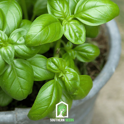 Sweet Basil – 250 Seeds, additional product view 2