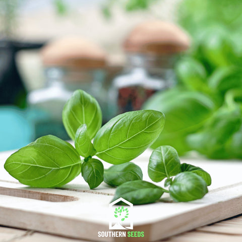 Sweet Basil 250 Seeds