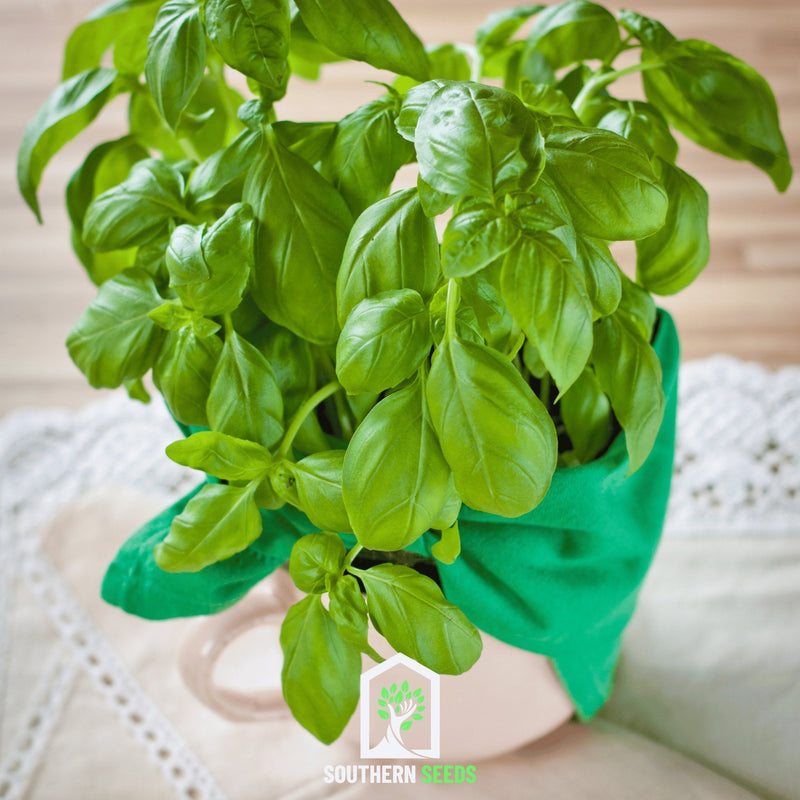 Load image into Gallery viewer, Sweet Basil – 250 Seeds
