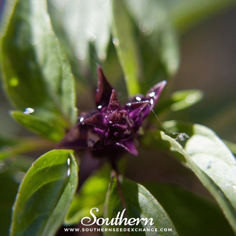 Load image into Gallery viewer, Thai Siam Queen Basil – 250 Seeds
