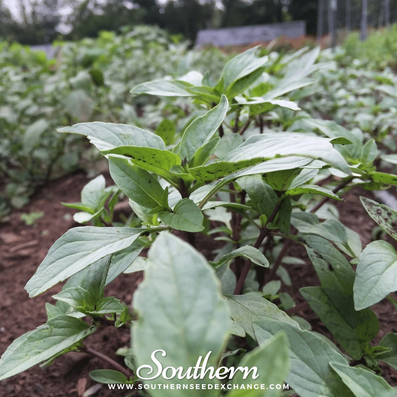 Load image into Gallery viewer, Thai Siam Queen Basil – 250 Seeds
