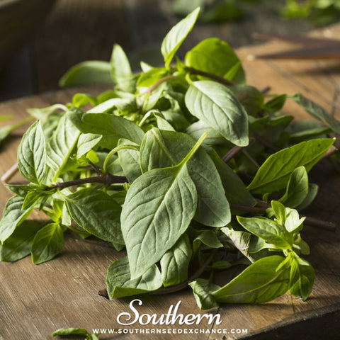 Thai Siam Queen Basil seeds package, 250 count, GrowTime Garden Supply