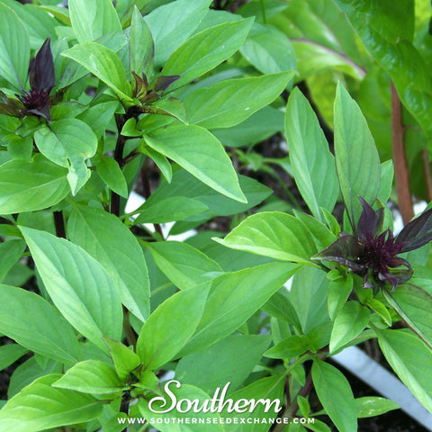 Thai Siam Queen Basil – 250 Seeds, additional product view 2