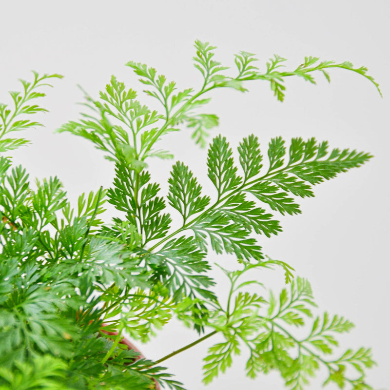 Load image into Gallery viewer, Rabbit's Foot Fern
