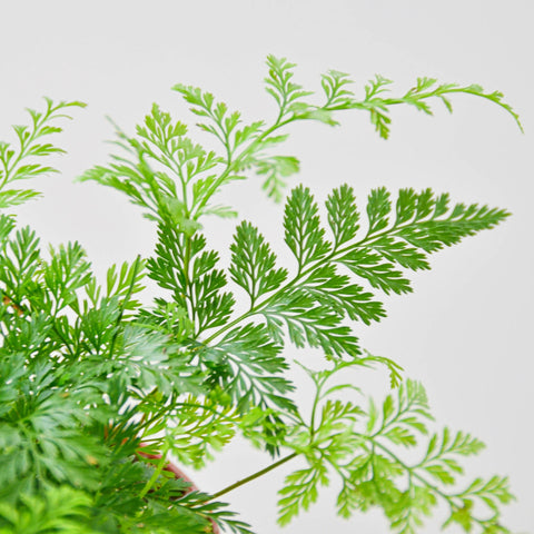 Rabbit's Foot Fern, additional product view 2