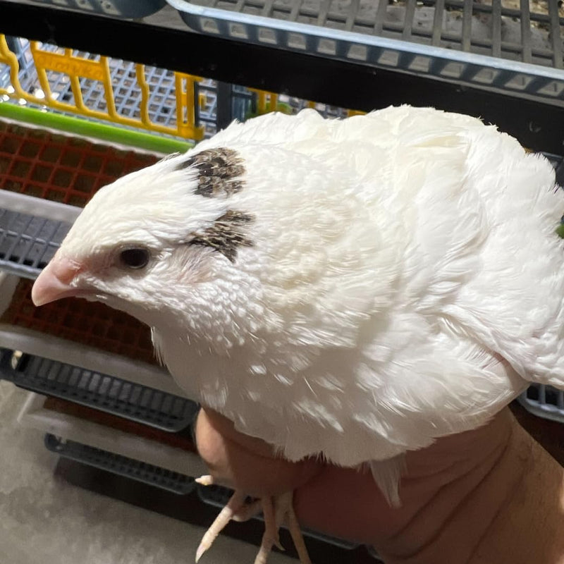 Load image into Gallery viewer, Jumbo White Coturnix Hatching Eggs - Premium Quail Eggs for Hatching - Perfect for Homesteaders, Breeders, Hobbyists - Freshly Collected for High Hatch Rates
