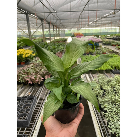 Spathiphyllum Platinum Mist