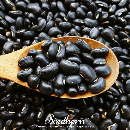 Black Coco Bean (Bush) – 30 Seeds