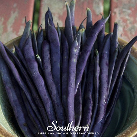 Blue Coco pole bean seeds package, 30 count, GrowTime Garden Supply