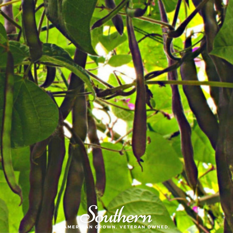 Load image into Gallery viewer, Blue Coco Bean (Pole) – 30 Seeds
