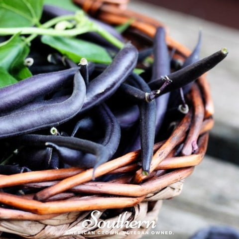 Blue Coco Bean (Pole) – 30 Seeds, additional product view 2