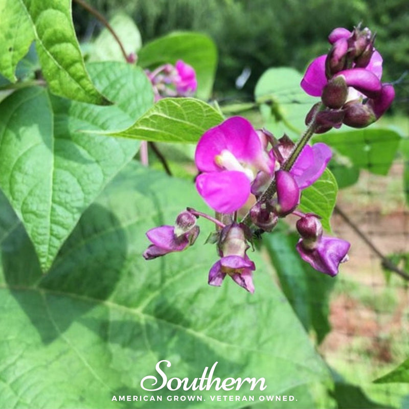 Load image into Gallery viewer, Blue Coco Bean (Pole) – 30 Seeds
