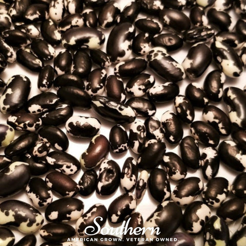 Calypso Orca Bean (Bush) – 25 Seeds, additional product view 2